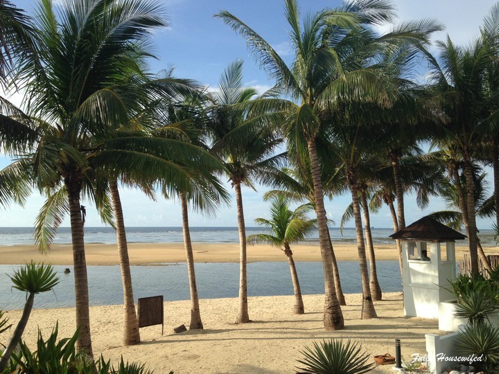 coconut-trees
