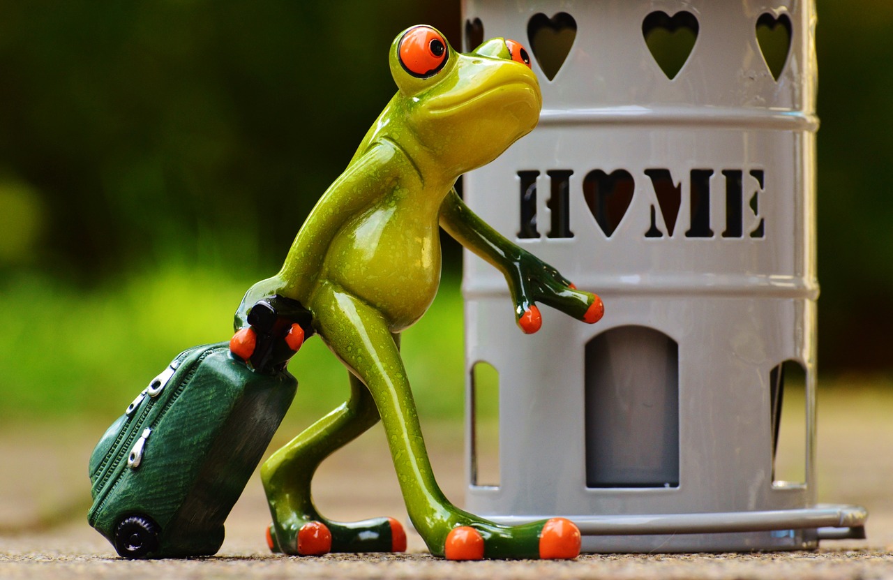 frog-at-home