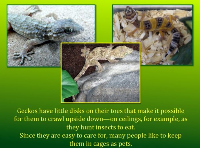 gecko-info