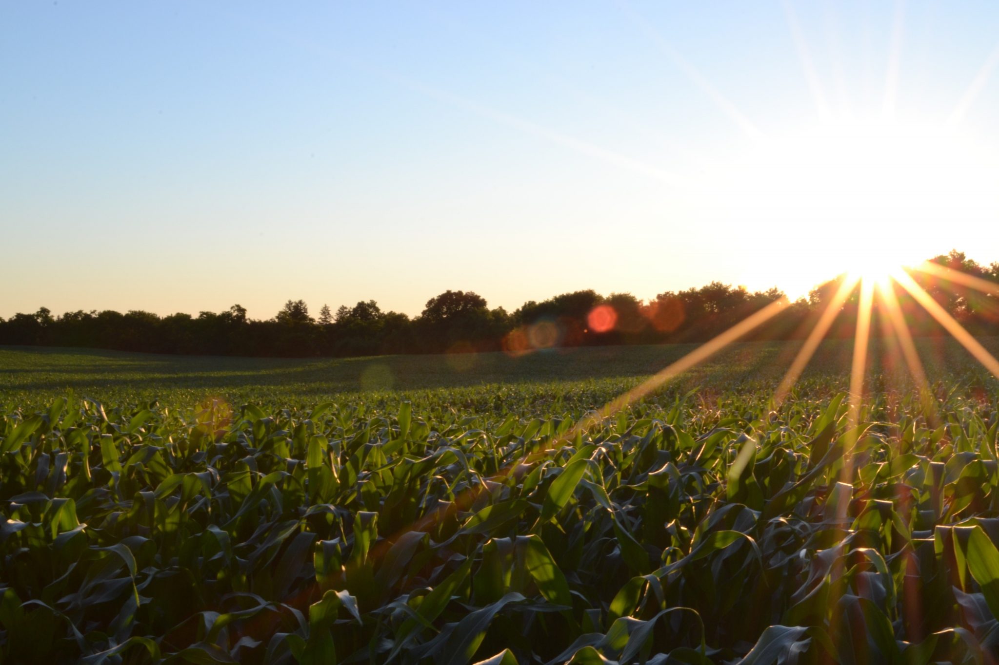 farm-livelihood