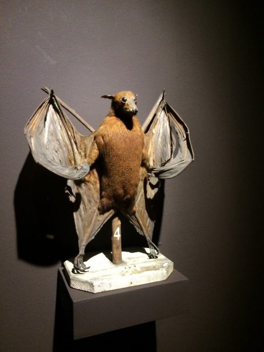 fruit-bat-taxidermy