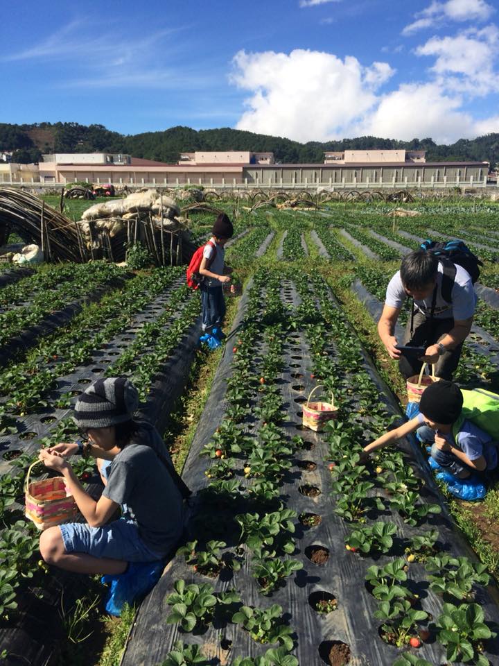 kids-strawberry-farm