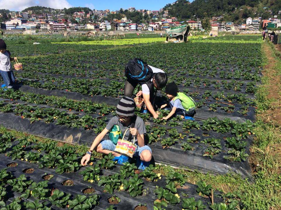 strawberry-picking-baguio