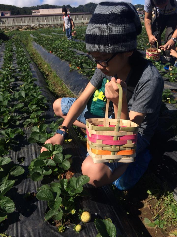 strawberry-farm