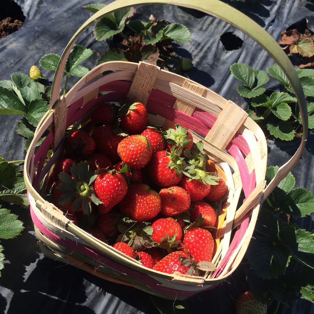 strawberry-basket