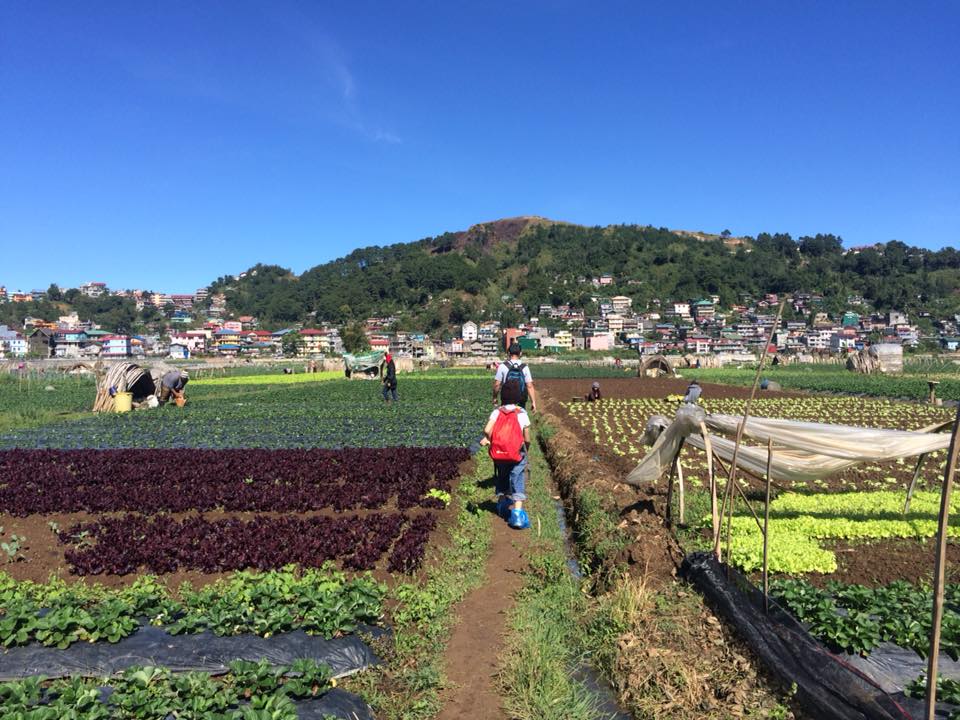 Lettuce patch