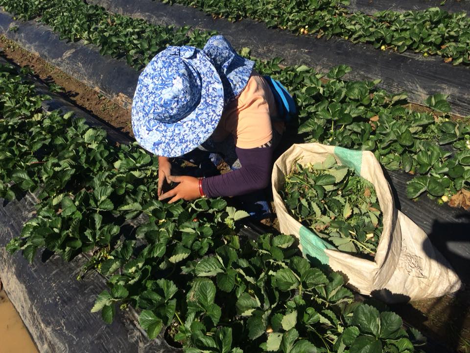 farmers-at-work