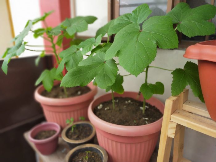 Okra-Urban-Farming