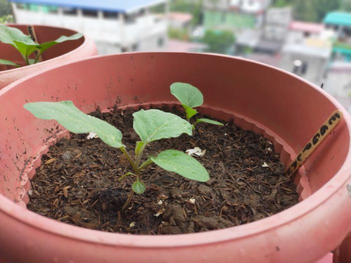 Eggplant-Urban-Farming