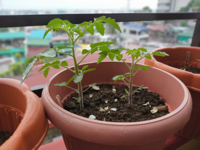 Tomato-Urban-Farming